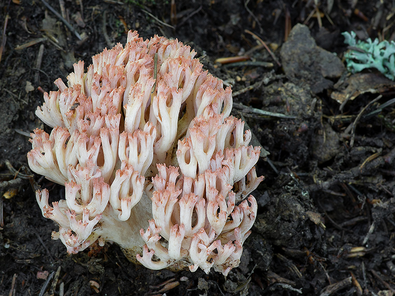 Ramaria rubripermanens